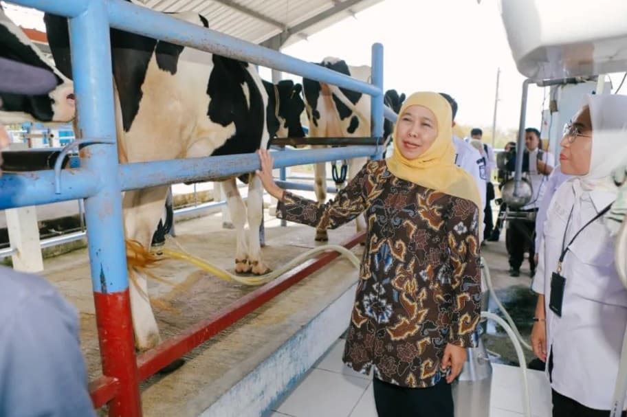 Khofifah Dorong Populasi Sapi Perah di Batu Bertambah Jadi 200 Ekor, Produktivitas dan Kualitas Pakan Diperkuat