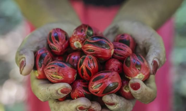 Lima Rempah Selain Pala Ini Kaya Antioksidan dan Mudah Ditambahkan ke Makanan