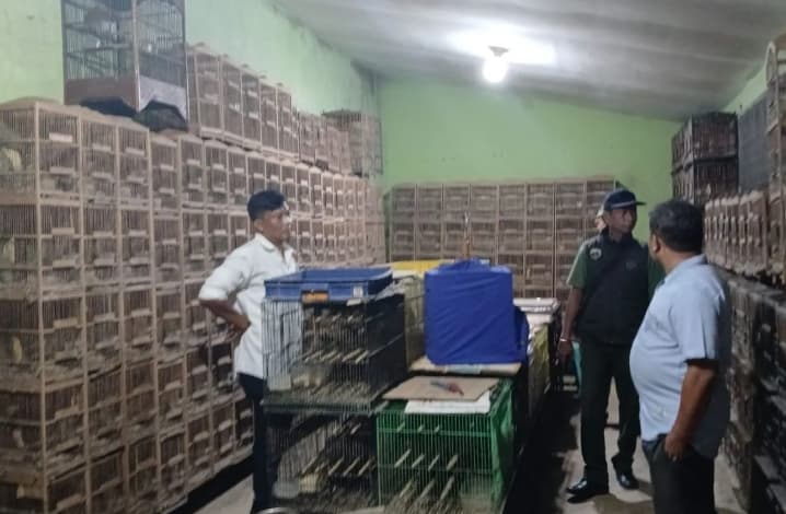 Gakkum Kemenhut Dalami Temuan 101 Burung Dilindungi di Rumah Terpidana di Medan