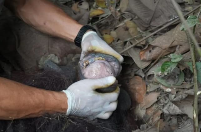 BKSDA Kaltim Lepasliarkan Orang Utan yang Sempat Viral Melintas di Jalan Hauling Kutai Timur