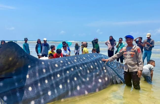 Hiu Paus Sembilan Meter Mati Terdampar di Wakatobi, Tim Gabungan Evakuasi Bangkai dari Permukiman