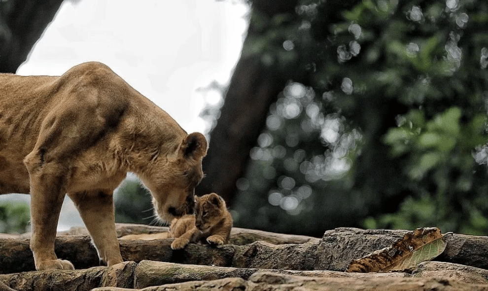 Pemkot Bandung Pastikan Transisi Pengelolaan Bandung Zoo Berjalan Baik dan Perhatikan Eks Pekerja