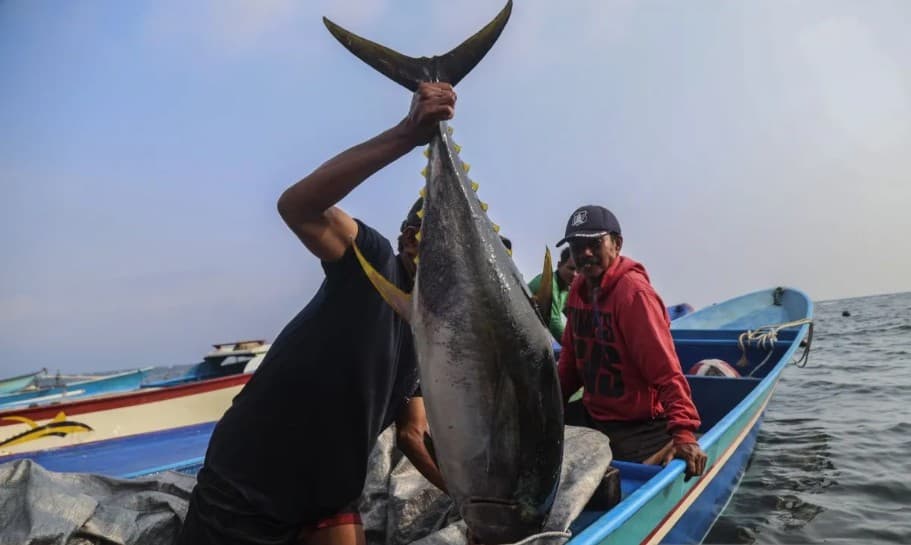 Ekspor Perikanan Maluku Tembus Rp700 Miliar, Tuna hingga Udang Vaname Jadi Andalan