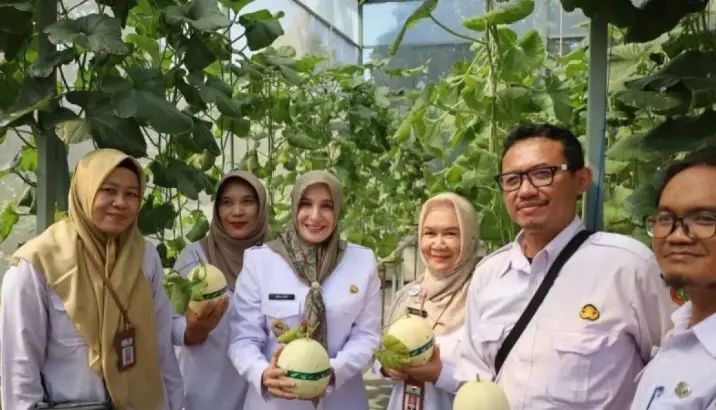 Pemkot Pekalongan Kembangkan Melon Kirana, Panen dalam 55 Hari dengan Harga Jual Rp30 Ribu per Kilogram