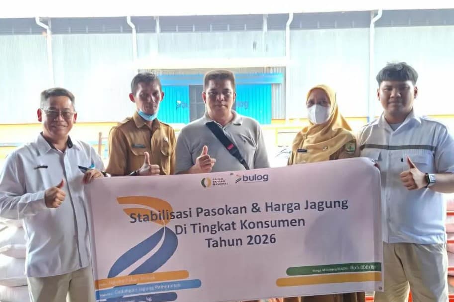 Bulog Tanjungpinang Salurkan 49 Ton Jagung Murah ke Peternak Ayam, Harga Dipatok Rp5.000 per Kilogram