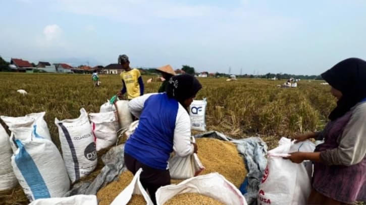 Bulog Karawang Serap 92,41 Ribu Ton Gabah dan Beras Petani, Pengadaan Nasional Pecahkan Rekor Tertinggi