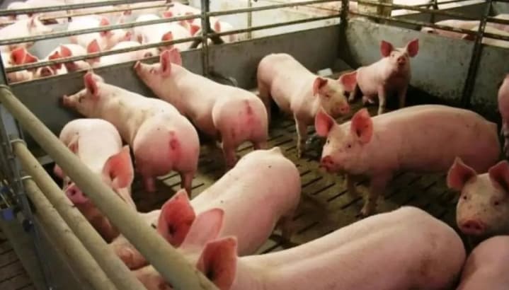 Kementan Perketat Biosekuriti Peternakan Babi di Toraja Utara Usai Laporan Kematian Ternak