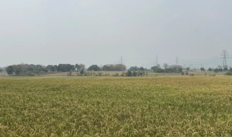Bulog Pastikan Serap Gabah Petani hingga Akhir 2026, Siapkan Harga Rp6.500 per Kilogram dan Kelola Stok Beras 183 Ribu Ton