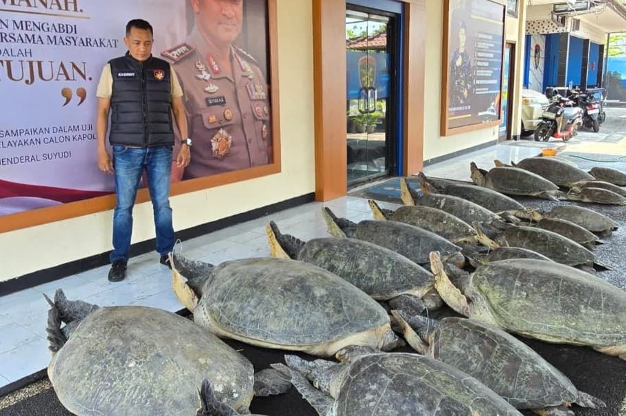 Polda Bali Gagalkan Penyelundupan 22 Penyu Hijau di Pantai Serangan, Polisi Buru Pelaku yang Diduga Kabur