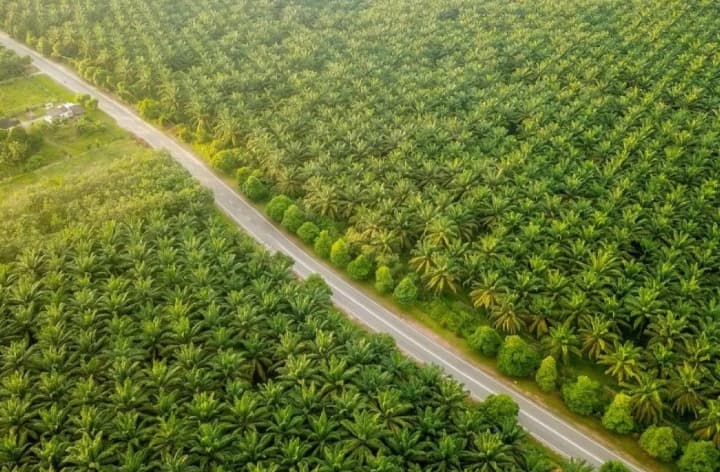 PTPN IV PalmCo Raup Premi Sawit Bersertifikat Rp190,78 Miliar hingga September 2026, Melonjak 47,87 Persen