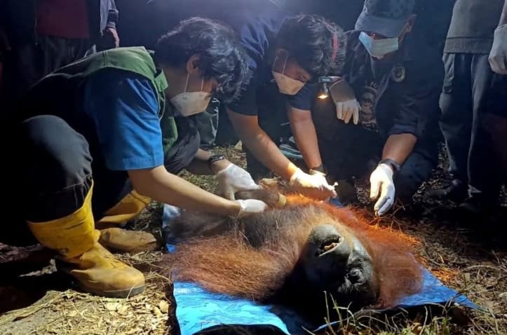 Orangutan Betina Berusia 20 Tahun Diselamatkan dari Bekas Karhutla di Kotawaringin Timur, Tim Evakuasi Hadapi Medan Gambut Te