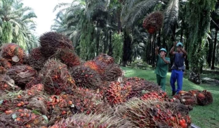 Harga TBS Sawit Kaltim Turun 2,07 Persen Jadi Rp3.542 per Kg, Disbun Ungkap Penyebab dan Rincian Harga Petani
