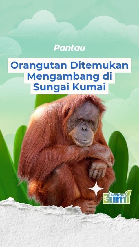 ORANGUTAN DITEMUKAN MENGAMBANG DI SUNGAI KUMAI
