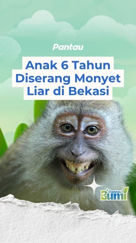 ANAK 6 TAHUN DISERANG MONYET LIAR DI BEKASI
