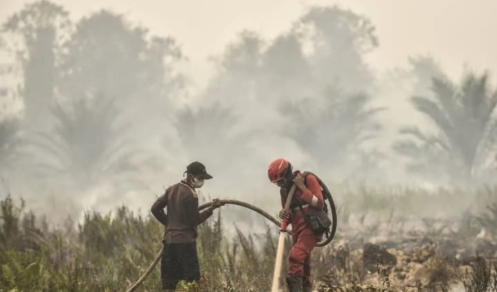 Kemenhut Temukan Dugaan Pelanggaran Izin dalam Kasus Karhutla