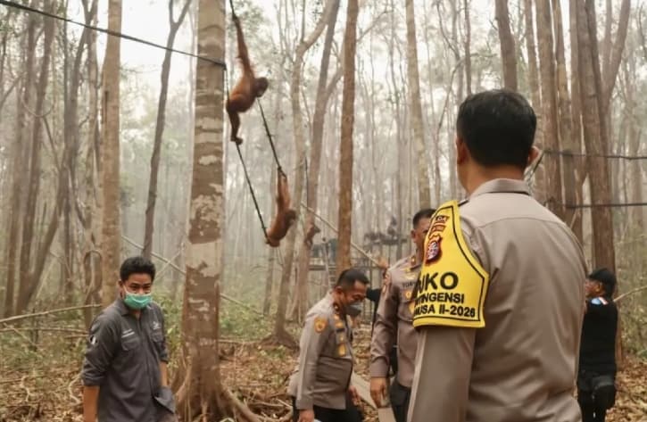 Polri Perkuat Patroli Hutan dan Pengamanan Konservasi Orang Utan di Kalimantan Tengah untuk Cegah Ancaman Karhutla