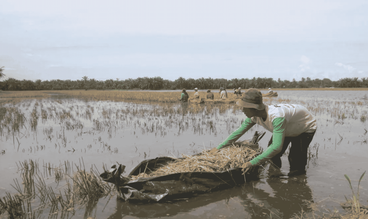 Tanggul Jebol Picu Banjir di Aceh Tamiang, Ratusan Petani Terpaksa Panen Padi dengan Sabit dan Perahu