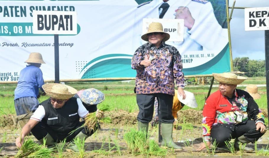 Produksi Beras Sumenep Naik 3,64 Persen Jadi 113.362 Ton, Luas Panen Padi Juga Meningkat