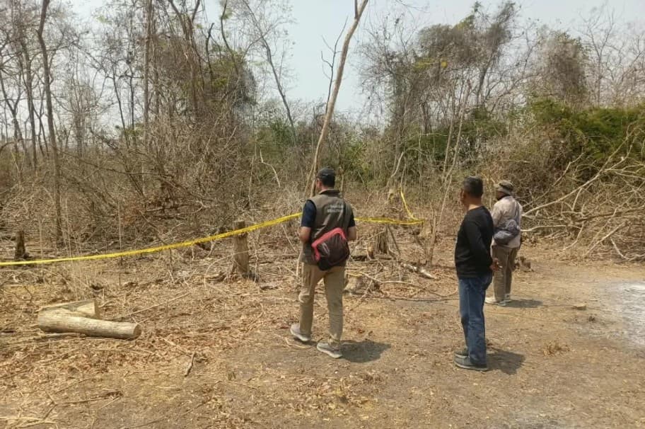 Kemenhut Tetapkan Tersangka Kasus 34 Batang Kayu Jati Ilegal di Lamongan, Selidiki Dugaan Jaringan Peredaran