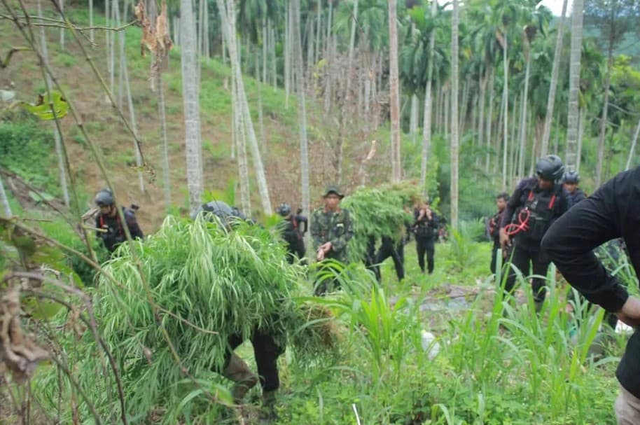 BNNP Aceh Bongkar Ladang Ganja Seluas 18 Hektare di Aceh Utara, Empat Petani Diamankan Polisi