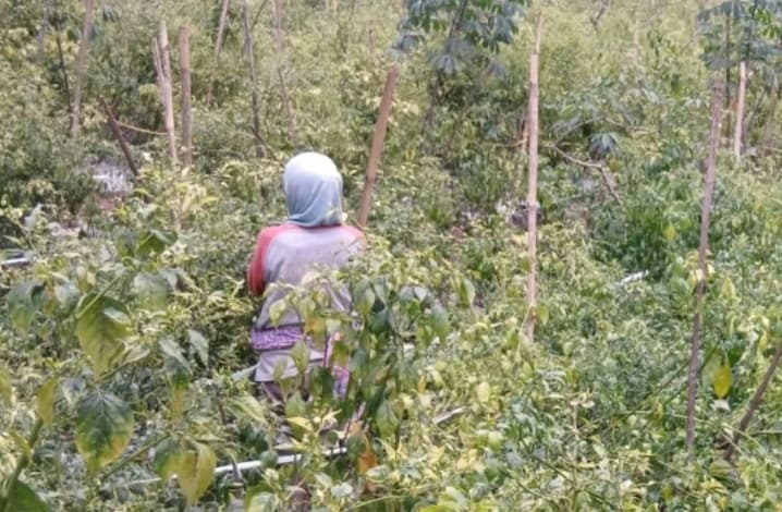 Banjarnegara Siap Pasok Cabai ke Daerah yang Alami Kenaikan Harga, Petani Laporkan Harga Mulai Turun