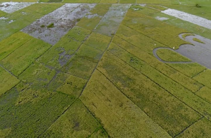 Studi Ungkap Perubahan Iklim Ancam Produksi Padi, Jagung, dan Tebu di Asia Tenggara hingga 2044