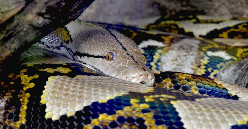 Ngeri-ngeri Sedap! Bocah Jatim Ini Bikin Piton Raksasa bak Reptil Penurut