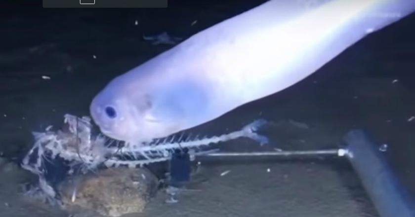 Unik, Spesies Siput Ini Bisa Meleleh Seperti Es Krim