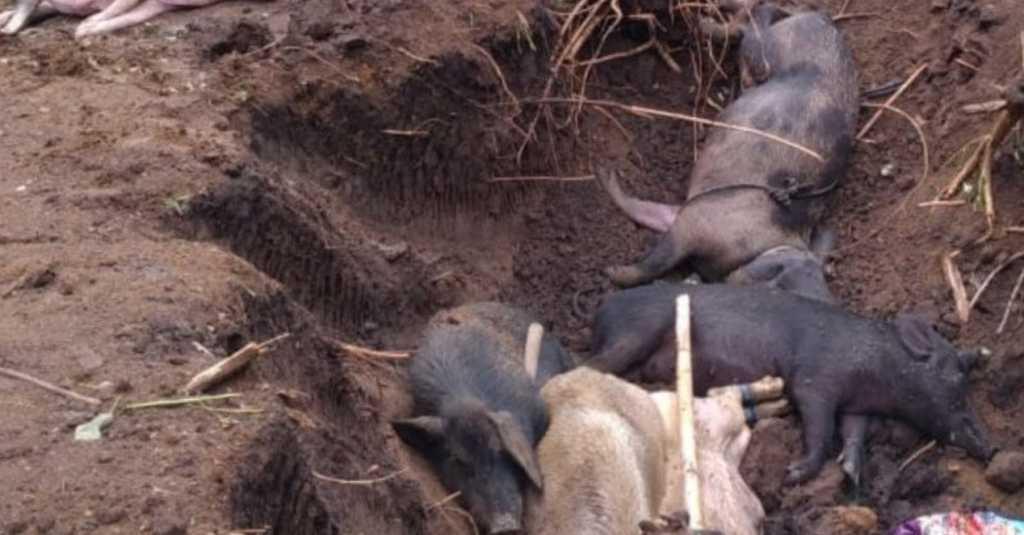 Ratusan Ekor Babi di NTT Mati Terserang Virus ASF