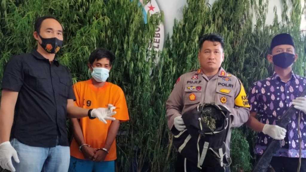 Tanam Puluhan Batang Ganja, Petani Kopi Ini Pasang Pagar dengan Aliran Listrik di Kebunnya