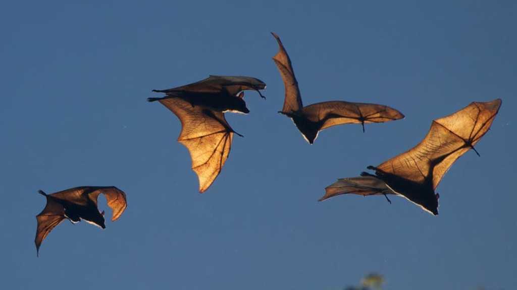 Ancaman Baru di Tengah Pandemi COVID-19 Itu Bernama Virus Nipah