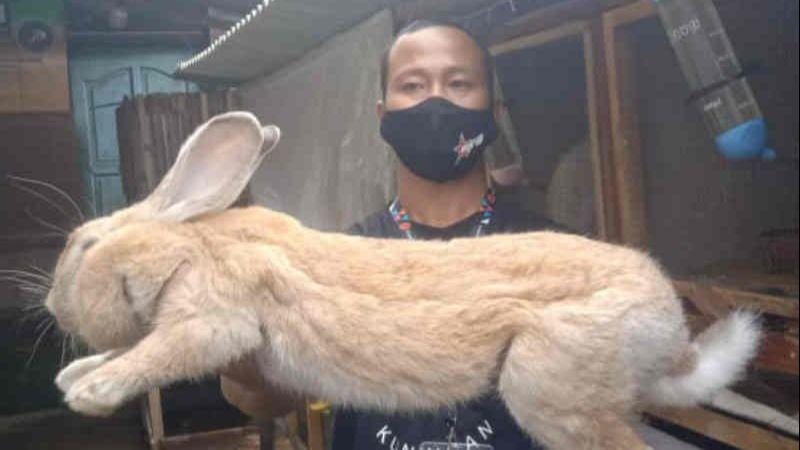 Cerita Kelompok Pemuda di Kuningan, Budi Daya Kelinci Hias nan Menggemaskan