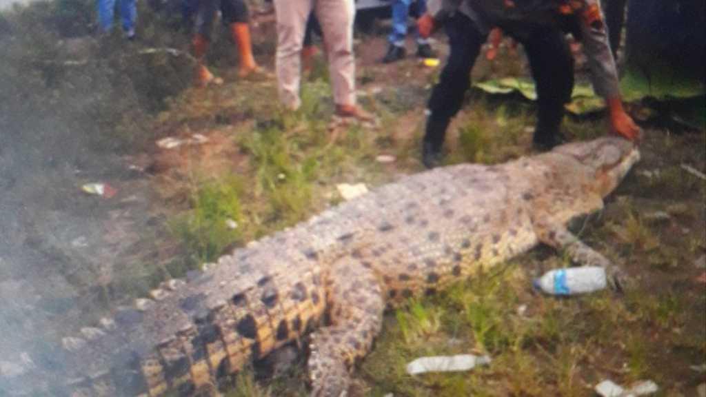 Buaya Muara Sepanjang 4 Meter Ditangkap Usai Serang Warga, Begini Penampakannya