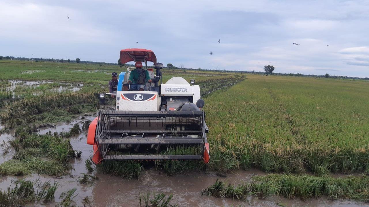 Siap Panen, Petani di Lahan Food Estate Raih Hasil Menggembirakan