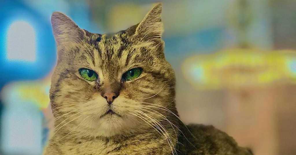 Ternyata Ini Bahayanya Memberi Makan Nasi kepada Kucing