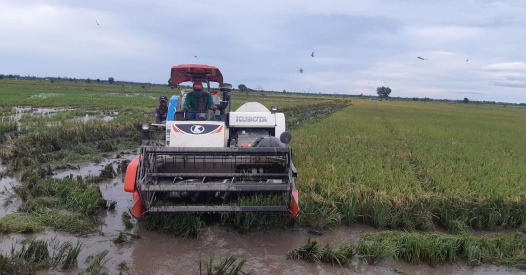 Gubernur Kalteng Tinjau Tanaman Padi Siap Panen di Food Estate Pulang Pisau dan Kapuas