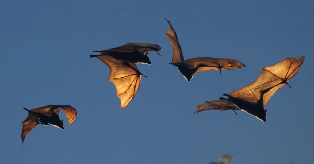 Manusia Bisa Terpapar Virus Nipah dari Kelelawar Buah, Warga Diminta Hati-hati