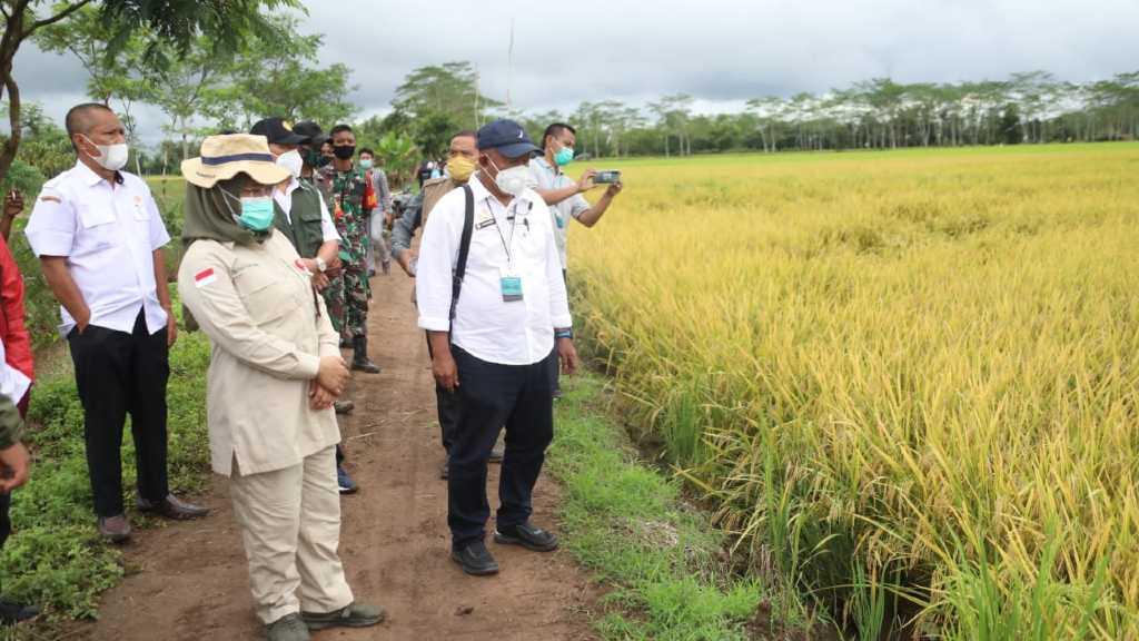 Siap Gelar Panen Raya, Petani: Jadi Tidak Betul Food Estate Kalteng Gagal Panen