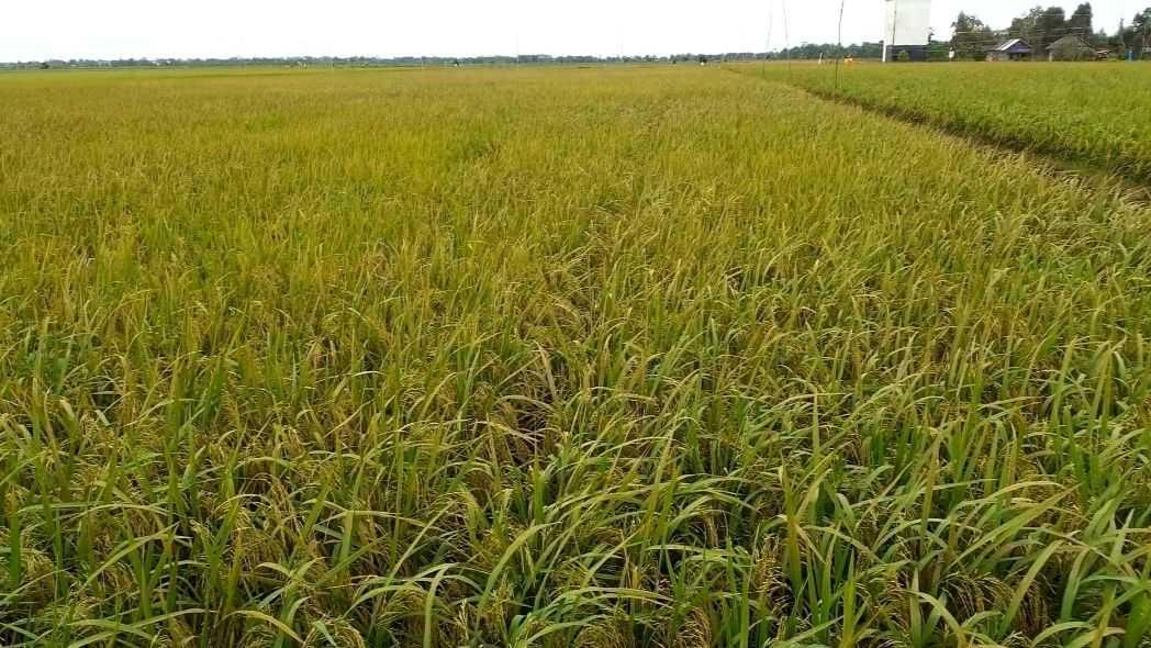 Petani Nilai Program Food Estate Berhasil Naikkan Produksi