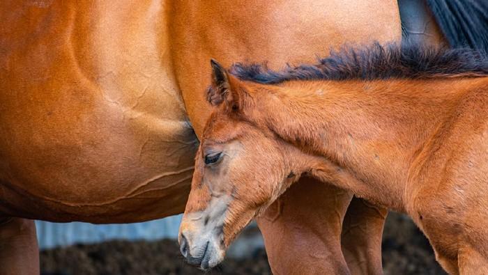 Tren Baru Pemuda Amerika: Konsumsi Obat Bius Kuda Biar Nge-fly
