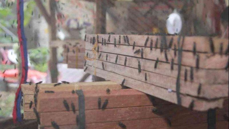 Kisah Inspiratif Pemuda Bekasi, Usaha Larva Lalat Raup Rp12 Juta per Bulan
