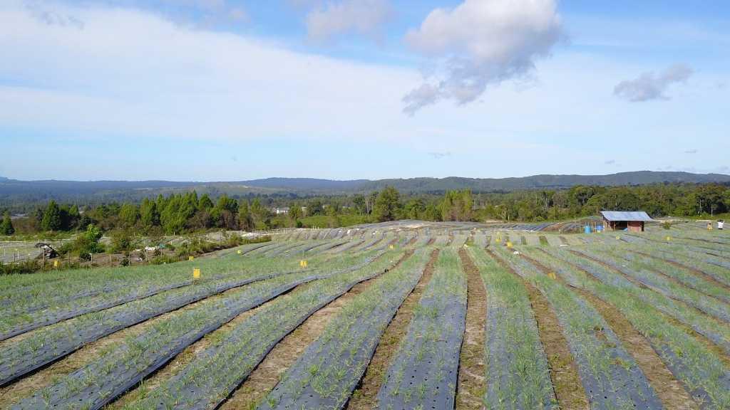 Panen Bawang Merah di Area Food Estate Sumatera Utara, Petani: Kualitasnya Sangat Bagus
