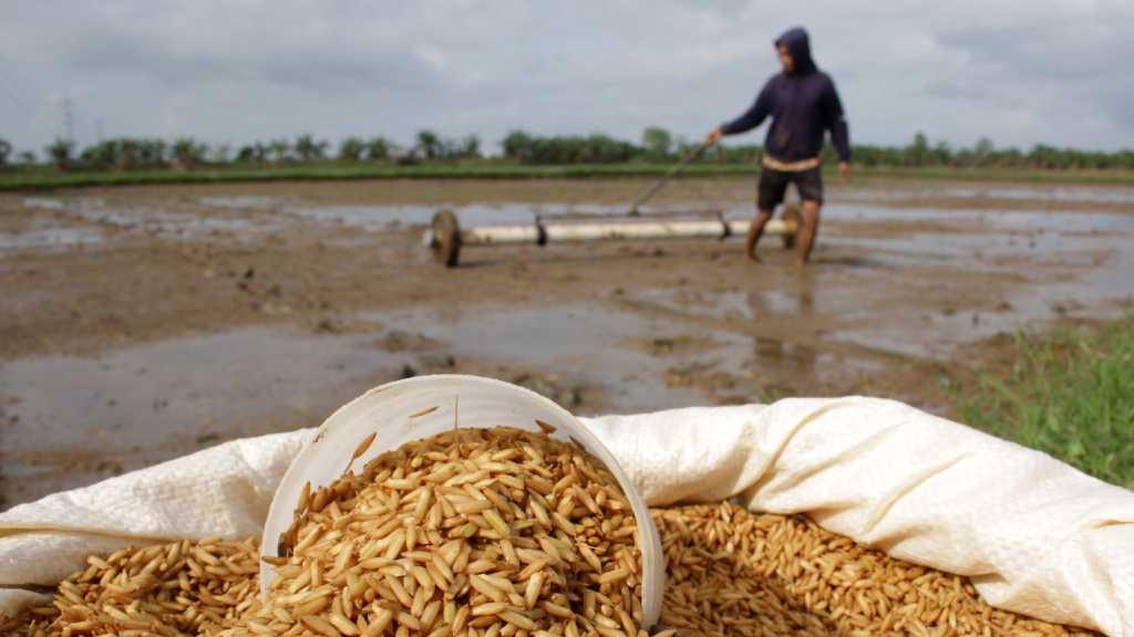 Kementan Ungkap Status Ketahanan Pangan Indonesia Semakin Baik