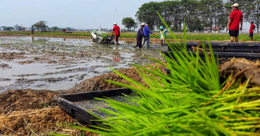 Kementan Kembangkan Pertanian Modern Berbasis Korporasi di Karawang