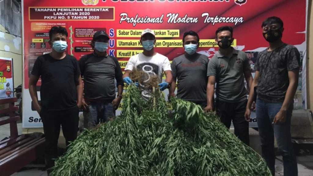 Polisi Bongkar Dua Ladang Ganja Berkedok Kebun Kopi di Hutan Lindung