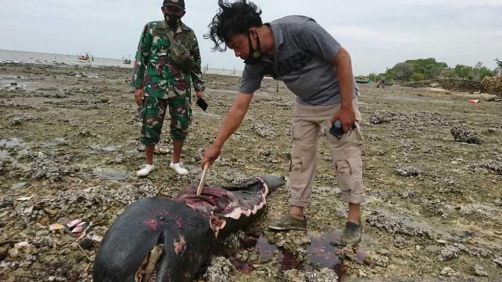 Geger! Ikan Paus Ditemukan dalam Kondisi Terpotong, Daging dan Sirip Hilang