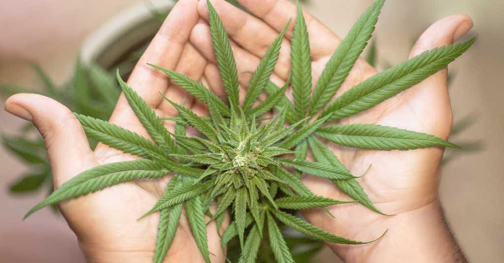 BNN Ingatkan Ganja Tidak Membunuh Tapi Bisa Mematikan Sel Otak