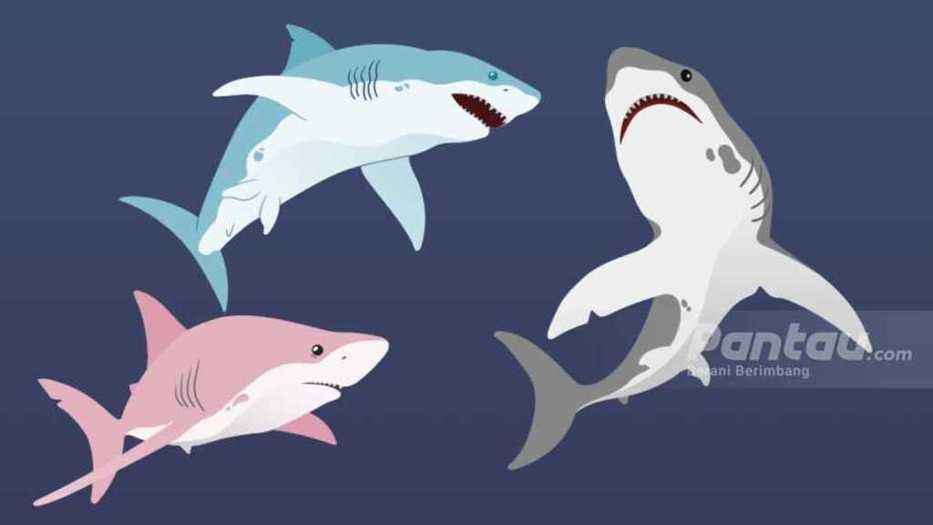 Viral Anak Ikan Hiu Berwajah Mirip Manusia, Ini Fakta Sebenarnya