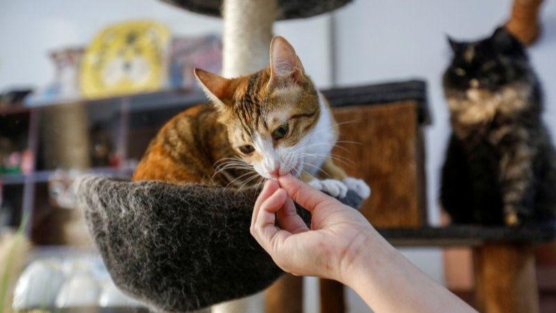 Ada Kafe Kucing di Dubai untuk Lepas Stres