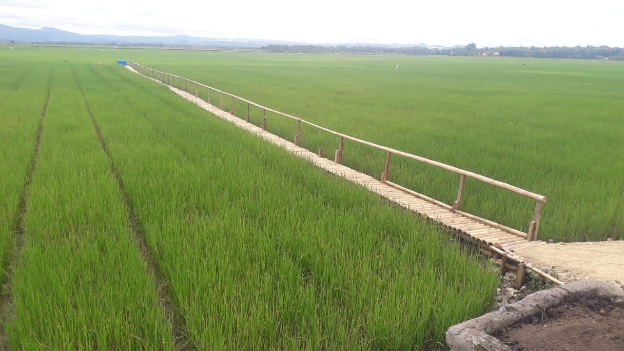 BPS: Potensi Produksi Padi Naik Tajam Tahun ini